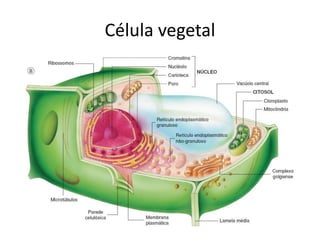 Célula vegetal  