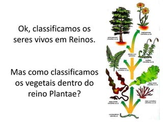 Ok, classificamos os seres vivos em Reinos. Mas como classificamos os vegetais dentro do reino Plantae?  