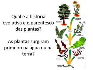 Qual é a história evolutiva e o parentesco das plantas? As plantas surgiram primeiro na água ou na terra?  