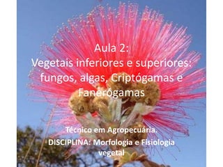 Aula 2: Vegetais inferiores e superiores: fungos, algas, Criptógamas e Fanerógamas 
Técnico em Agropecuária. 
DISCIPLINA: Morfologia e Fisiologia vegetal  