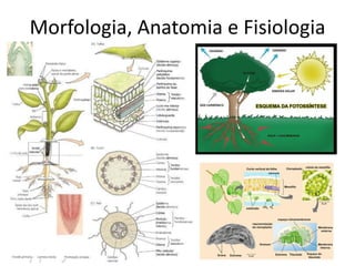 Morfologia, Anatomia e Fisiologia  