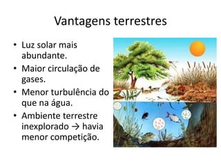 Vantagens terrestres 
•Luz solar mais abundante. 
•Maior circulação de gases. 
•Menor turbulência do que na água. 
•Ambiente terrestre inexplorado → havia menor competição.  