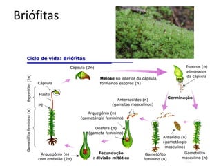 Briófitas  