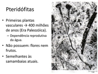 Pteridófitas 
•Primeiras plantas vasculares → 400 milhões de anos (Era Paleozóica). 
–Dependência reprodutiva da água. 
•Não possuem: flores nem frutos. 
•Semelhantes às samambaias atuais.  
