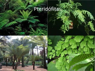 Pteridófitas  