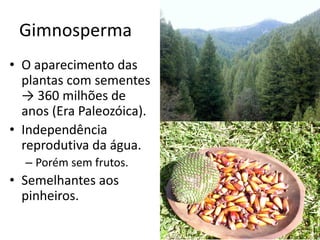 Gimnosperma 
•O aparecimento das plantas com sementes → 360 milhões de anos (Era Paleozóica). 
•Independência reprodutiva da água. 
–Porém sem frutos. 
•Semelhantes aos pinheiros.  