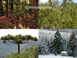 Gimnosperma  