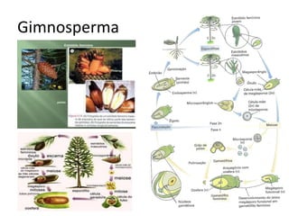 Gimnosperma  