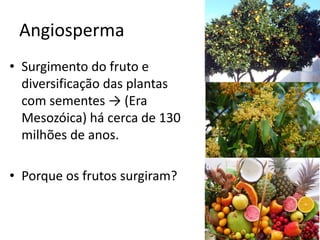 Angiosperma 
•Surgimento do fruto e diversificação das plantas com sementes → (Era Mesozóica) há cerca de 130 milhões de anos. 
•Porque os frutos surgiram?  