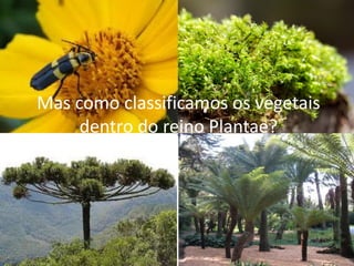 Mas como classificamos os vegetais dentro do reino Plantae?  