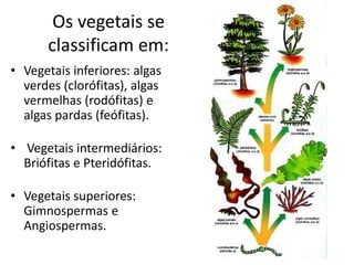 Os vegetais se classificam em: 
•Vegetais inferiores: algas verdes (clorófitas), algas vermelhas (rodófitas) e algas pardas (feófitas). 
• Vegetais intermediários: Briófitas e Pteridófitas. 
•Vegetais superiores: Gimnospermas e Angiospermas.  