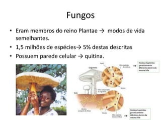 Fungos 
•Eram membros do reino Plantae → modos de vida semelhantes. 
•1,5 milhões de espécies→ 5% destas descritas 
•Possuem parede celular → quitina. 
 
