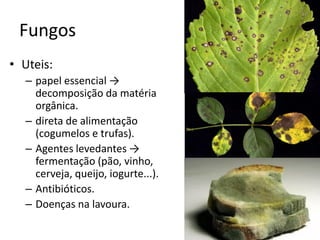Fungos 
•Uteis: 
–papel essencial → decomposição da matéria orgânica. 
–direta de alimentação (cogumelos e trufas). 
–Agentes levedantes → fermentação (pão, vinho, cerveja, queijo, iogurte...). 
–Antibióticos. 
–Doenças na lavoura.  