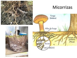 Micorrizas 
 