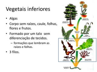 Vegetais inferiores 
•Algas 
•Corpo sem raízes, caule, folhas, flores e frutos. 
•Formado por um talo sem diferenciação de tecidos. 
–formações que lembram as raízes e folhas. 
•3 filos.  