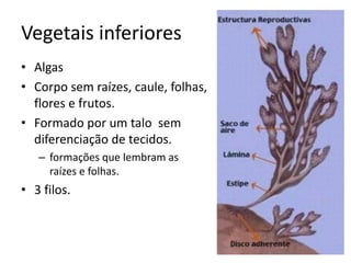 Vegetais inferiores 
•Algas 
•Corpo sem raízes, caule, folhas, flores e frutos. 
•Formado por um talo sem diferenciação de tecidos. 
–formações que lembram as raízes e folhas. 
•3 filos.  