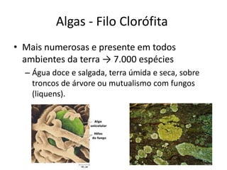 Algas - Filo Clorófita 
•Mais numerosas e presente em todos ambientes da terra → 7.000 espécies 
–Água doce e salgada, terra úmida e seca, sobre troncos de árvore ou mutualismo com fungos (liquens).  