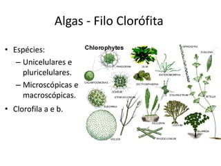 Algas - Filo Clorófita 
•Espécies: 
–Unicelulares e pluricelulares. 
–Microscópicas e macroscópicas. 
•Clorofila a e b.  
