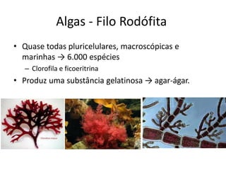 Algas - Filo Rodófita 
•Quase todas pluricelulares, macroscópicas e marinhas → 6.000 espécies 
–Clorofila e ficoeritrina 
•Produz uma substância gelatinosa → agar-ágar.  