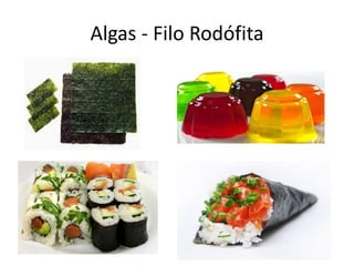 Algas - Filo Rodófita  