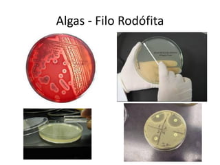 Algas - Filo Rodófita  