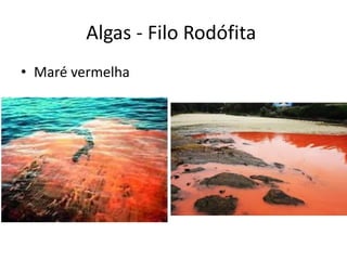 Algas - Filo Rodófita 
•Maré vermelha  
