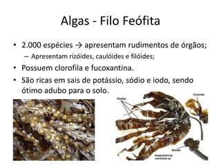 Algas - Filo Feófita 
•2.000 espécies → apresentam rudimentos de órgãos; 
–Apresentam rizóides, caulóides e filóides; 
•Possuem clorofila e fucoxantina. 
•São ricas em sais de potássio, sódio e iodo, sendo ótimo adubo para o solo.  