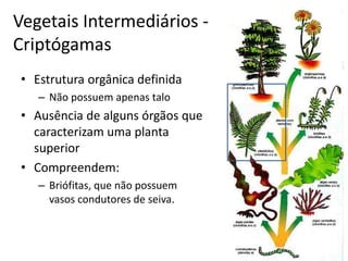 Vegetais Intermediários - Criptógamas 
•Estrutura orgânica definida 
–Não possuem apenas talo 
•Ausência de alguns órgãos que caracterizam uma planta superior 
•Compreendem: 
–Briófitas, que não possuem vasos condutores de seiva.  