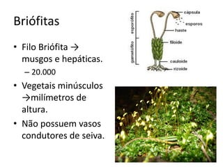 Briófitas 
•Filo Briófita → musgos e hepáticas. 
–20.000 
•Vegetais minúsculos →milímetros de altura. 
•Não possuem vasos condutores de seiva.  