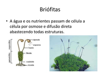 Briófitas 
•A água e os nutrientes passam de célula a célula por osmose e difusão direta abastecendo todas estruturas.  