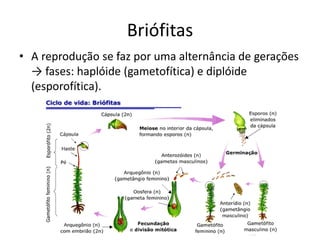 Briófitas 
•A reprodução se faz por uma alternância de gerações → fases: haplóide (gametofítica) e diplóide (esporofítica).  