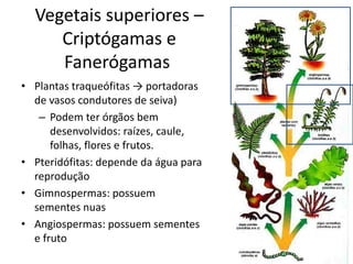 Vegetais superiores – Criptógamas e Fanerógamas 
•Plantas traqueófitas → portadoras de vasos condutores de seiva) 
–Podem ter órgãos bem desenvolvidos: raízes, caule, folhas, flores e frutos. 
•Pteridófitas: depende da água para reprodução 
•Gimnospermas: possuem sementes nuas 
•Angiospermas: possuem sementes e fruto  