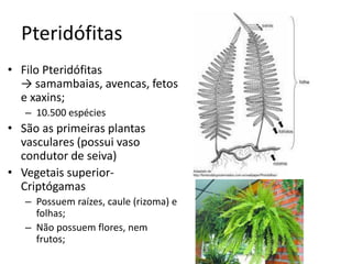 Pteridófitas 
•Filo Pteridófitas → samambaias, avencas, fetos e xaxins; 
–10.500 espécies 
•São as primeiras plantas vasculares (possui vaso condutor de seiva) 
•Vegetais superior- Criptógamas 
–Possuem raízes, caule (rizoma) e folhas; 
–Não possuem flores, nem frutos;  