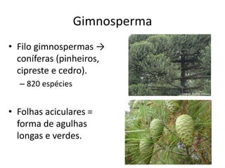 Gimnosperma 
•Filo gimnospermas → coníferas (pinheiros, cipreste e cedro). 
–820 espécies 
•Folhas aciculares = forma de agulhas longas e verdes.  