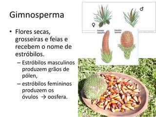 Gimnosperma 
•Flores secas, grosseiras e feias e recebem o nome de estróbilos. 
–Estróbilos masculinos produzem grãos de pólen, 
–estróbilos femininos produzem os óvulos → oosfera.  
