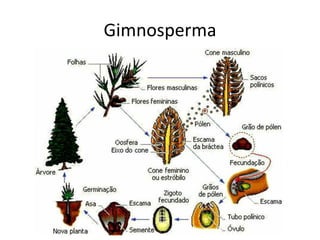 Gimnosperma  