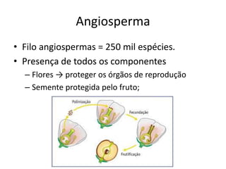 Angiosperma 
•Filo angiospermas = 250 mil espécies. 
•Presença de todos os componentes 
–Flores → proteger os órgãos de reprodução 
–Semente protegida pelo fruto;  