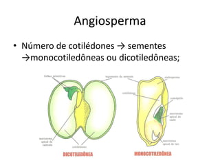 Angiosperma 
•Número de cotilédones → sementes →monocotiledôneas ou dicotiledôneas;  