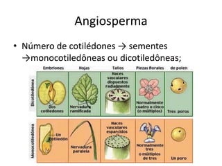 Angiosperma 
•Número de cotilédones → sementes →monocotiledôneas ou dicotiledôneas;  