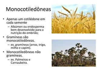Monocotiledôneas 
•Apenas um cotilédone em cada semente 
–Albúmen ou endosperma bem desenvolvido para a nutrição do embrião; 
•Gramíneas são monocotiledôneas. 
–ex. gramíneas (arroz, trigo, milho e capim). 
•Monocotiledôneas não gramíneas. 
–ex. Palmeiras e Carnaubeira. 
 