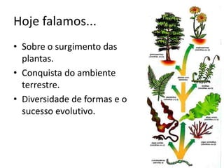 Hoje falamos... 
•Sobre o surgimento das plantas. 
•Conquista do ambiente terrestre. 
•Diversidade de formas e o sucesso evolutivo.  