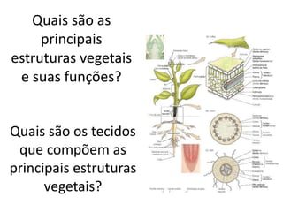 Quais são as principais estruturas vegetais e suas funções? 
Quais são os tecidos que compõem as principais estruturas vegetais? 