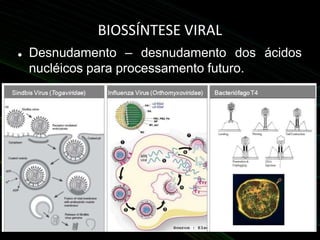 BIOSSÍNTESE VIRAL
 Desnudamento – desnudamento dos ácidos
nucléicos para processamento futuro.
 