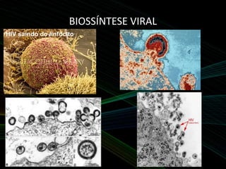 BIOSSÍNTESE VIRAL
HIV saindo do linfócito
 