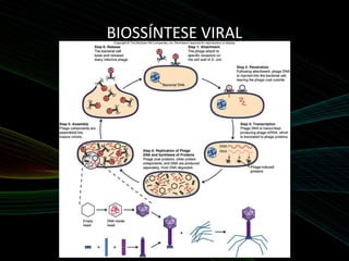 BIOSSÍNTESE VIRAL
 