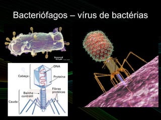 Bacteriófagos – vírus de bactérias
 