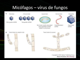 Micófagos – vírus de fungos
 
