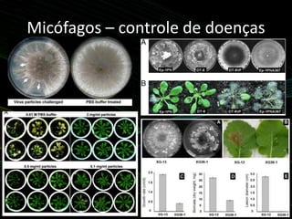 Micófagos – controle de doenças
 