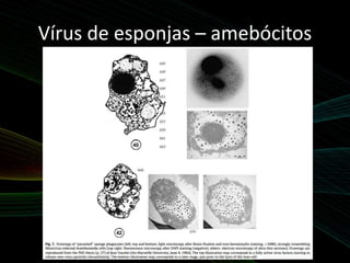Vírus de esponjas – amebócitos
 