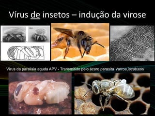 Vírus de insetos – indução da virose
Vírus da paralisia aguda APV - Transmitido pelo ácaro parasita Varroa jacobsoni
 